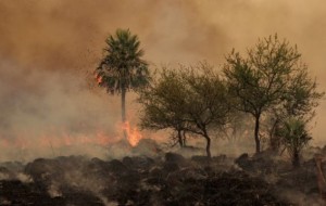 Corrientes otra vez bajo riesgo de incendios mientras Valdés le regala bosques al mundo