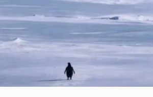 El pingüino que llevamos adentro