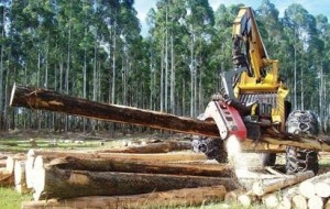 Cierra el aserradero de Garruchos y deja 70 despidos