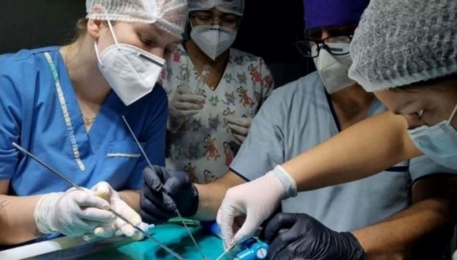 UNNE: desarrollan protocolos de anestesia para serpientes del NEA