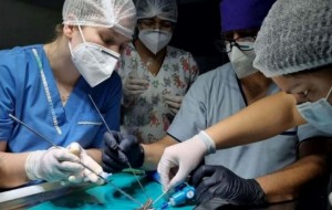 UNNE: desarrollan protocolos de anestesia para serpientes del NEA